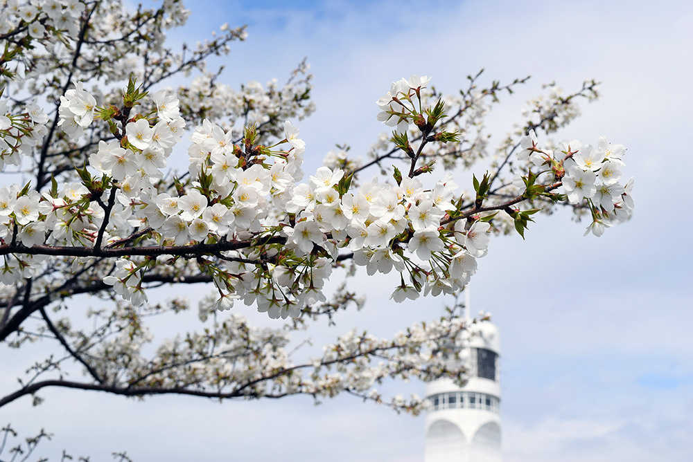 シンボルタワーの桜も満開